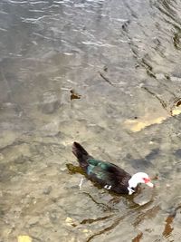 High angle view of ducks swimming in lake