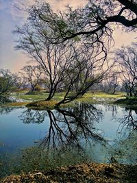 Reflection of tree in lake against sky