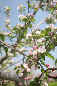 Low angle view of cherry blossoms in spring