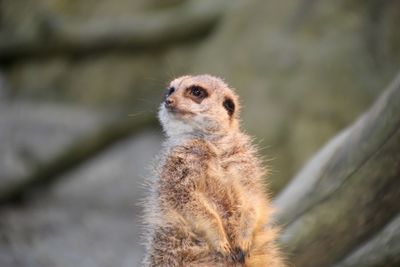 Close-up of monkey