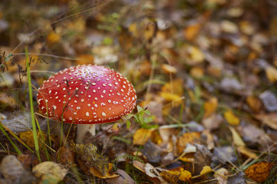 Close-up of fly agaric mushroom growing on field