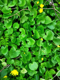 High angle view of fresh green leaves