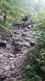 Plants growing on rocks