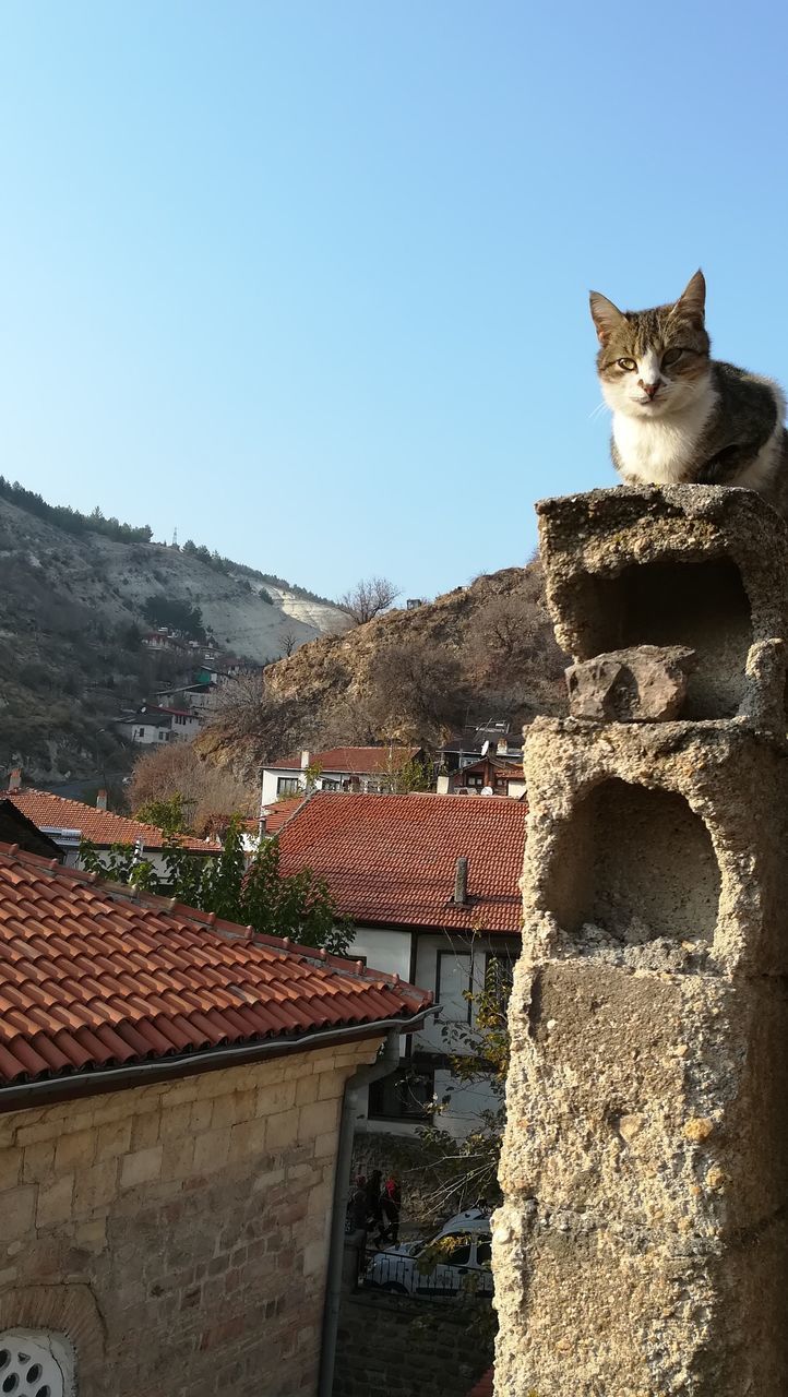 CAT STANDING ON ROOF OF BUILDING AGAINST SKY