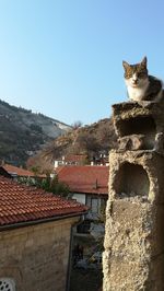 Cat on roof of building against clear sky