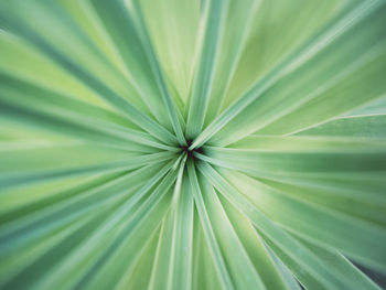 Detail shot of green leaf