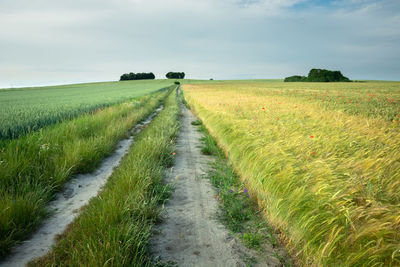 Road passing through agricultural field