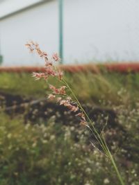 Close-up of plant growing in field