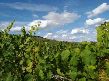 Scenic view of vineyard against sky