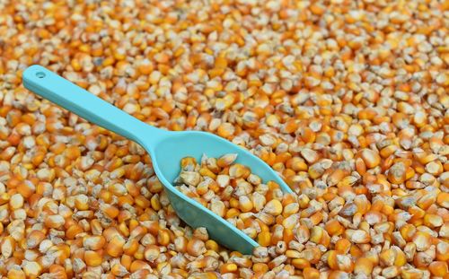 Close-up of corn kernels with spatula for sale