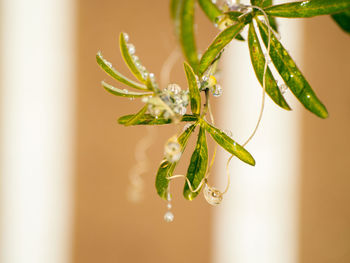 Close-up of plant