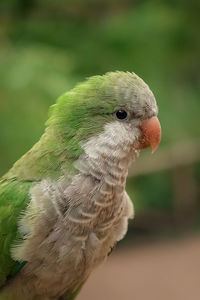 Close-up of a bird