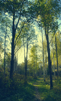 Trees in forest