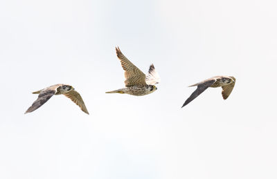 Low angle view of birds flying