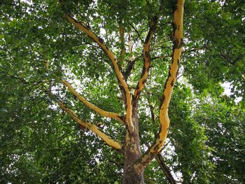 Low angle view of trees against the sky