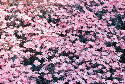 Full frame shot of pink flowers