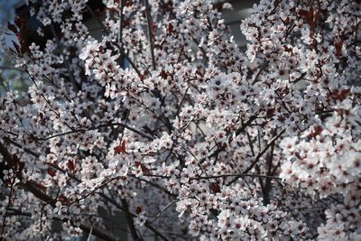 White flowers