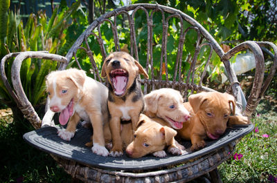 Cute puppies sitting on seat