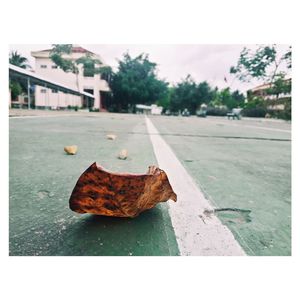 Close-up of a dry leaf on street