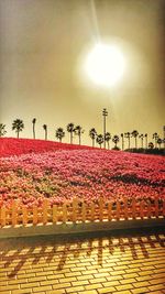 View of flower trees against the sky