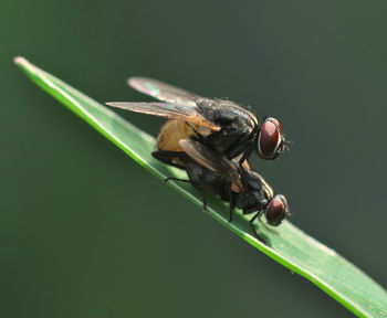 Close-up of insect on plant