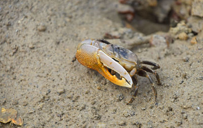 High angle view of crab at beach