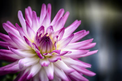 Detail shot of flower against blurred background