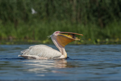 Close-up of pelican swimming in lake