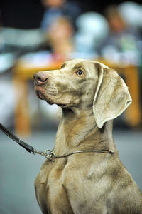 Close-up of a dog looking away