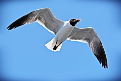 Low angle view of seagull flying