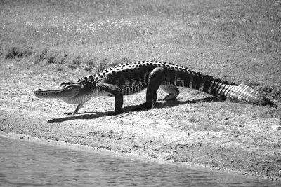 Zebra on shore