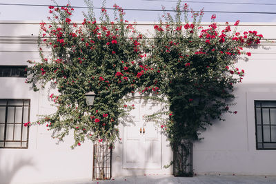 Pink bougainvillea growing along a white wall in todos santos, mexico