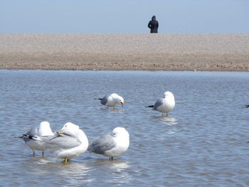 Seagulls on sea shore