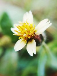 Close-up of honey bee on yellow flower