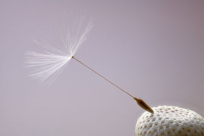 Close-up of flower against clear sky