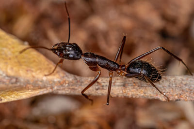 Close-up of insect