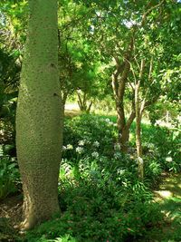 Trees in forest