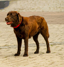 animal