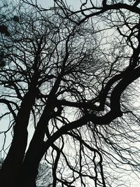 Low angle view of bare trees against sky