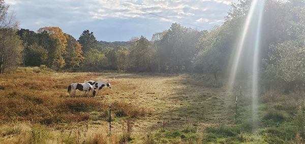 Horses in a field