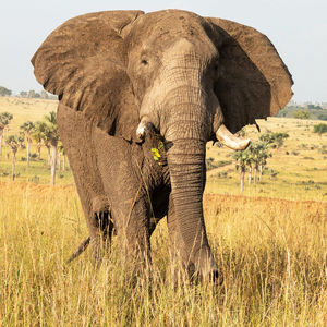 Elephant in a field