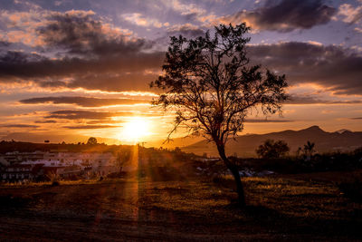 Scenic shot of tree on countryside landscape