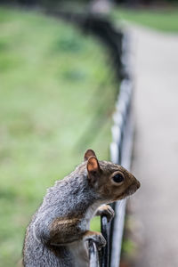 Close-up portrait of squirrel