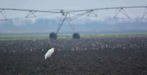 Bird on a field