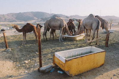 Horses in a row