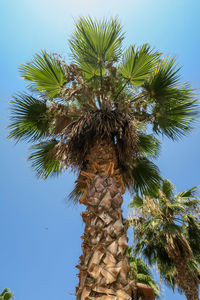 Low angle view of coconut palm tree against blue sky