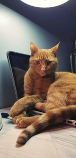 Portrait of cat sitting on table