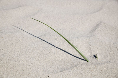 Close-up of leaf on sand