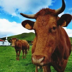 Cows on field against sky