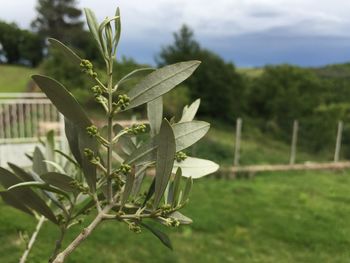 Close-up of fresh green plant on field against sky